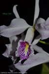 Cattleya maxima var. semi-alba 